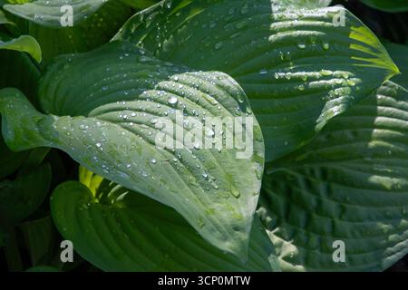 Grüne Pflanzenblätter im Sonnenlicht mit Tautropfen. Stockfoto