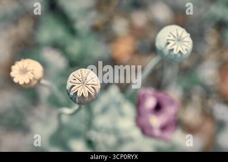 Mohnblume und Samenkapseln Stockfoto