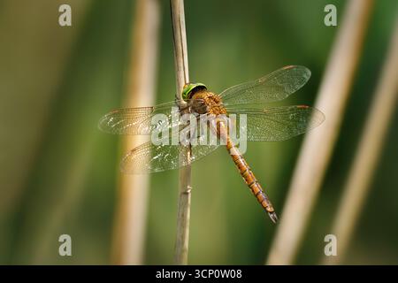 Grüne Hawker (Aeshna Isozeles) Libelle, die auf einem getrockneten Schilf sitzt Stockfoto