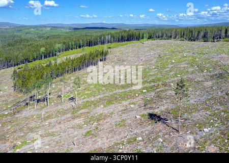 Luftaufnahme über schwedisches Clearcut-Gebiet, Clearcutting / Clearfelling ist eine Wald- / Holzfällungspraxis, in der alle Bäume gefällt werden, Dalarna, Schweden Stockfoto