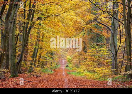 Waldweg bedeckt mit herabfallenden Herbstblättern in Laubwäldern mit europäischen Buchen in gelber Herbstfarbe Stockfoto