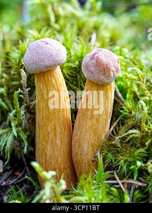 Zwei wilde, essbare Boletuspilze mit langen gelben Stängeln und braunen Kappen, die nebeneinander in üppig grünem Moos auf dem Waldboden wachsen Stockfoto