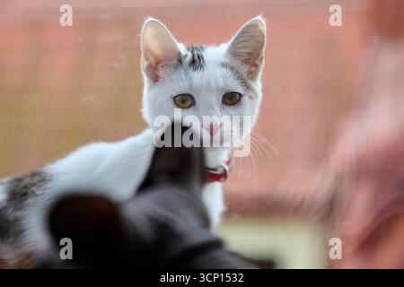 Nahporträt einer weißen Hauskatze mit Halsband, der neben einem Fenster sitzt. Natürliches Tageslicht betont Details und Ausdruck. Einfach und intim Stockfoto