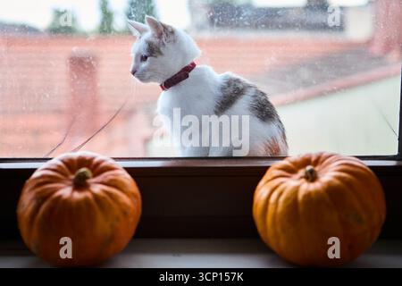 Eine weiße Hauskatze und eine sphynx-Katze werden zusammen durch ein Fenster mit einem Kürbis gesehen. Die gemütliche Herbstkomposition unterstreicht die Geselligkeit und die Saison Stockfoto