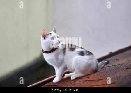 Eine weiße Hauskatze mit rotem Kragen sitzt ruhig draußen an einer Wand. Die einfache Szene unterstreicht die Präsenz von Katzen mit einem rustikalen Herbsthintergrund Stockfoto