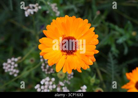 Leuchtend orange Blüte in Blüte. Wunderschöne Gartenfarben Stockfoto