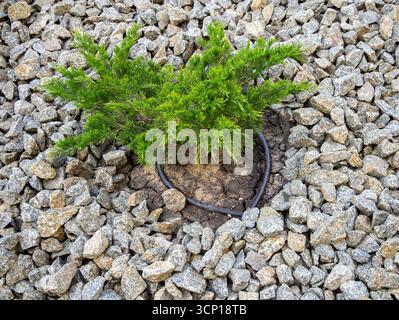 Großer zerkleinerter Stein als Material zum Mulchen des Bodens um die Pflanze herum Stockfoto