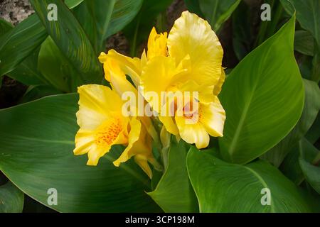 Zwei leuchtend gelbe Canna-Lilienblüten in voller Blüte, mit Rüschenblättern und dezenten orange-roten Flecken, umgeben von großen, grünen Blättern. Stockfoto