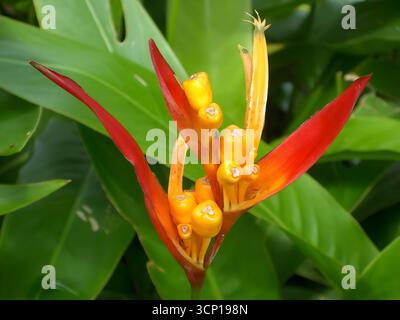 Auffällige Nahaufnahme einer Helikonia-Blume mit ihren leuchtenden roten und gelb-orangen Deckblättern und ihrer einzigartigen, aufrechten Struktur vor einem Hintergrund von großem gre Stockfoto