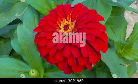 Nahaufnahme einer leuchtenden roten Zinnienblüte in voller Blüte mit ihren mehrschichtigen Blütenblättern und einem gelb-orangen Zentrum vor dem Hintergrund grüner Blätter. Stockfoto