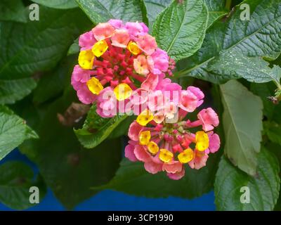 Eine Gruppe rosa und gelber lantana-Blüten vor einem weichen Hintergrund aus grünen Blättern. Ein winziges, mehrfarbiges Blütendisplay. Stockfoto