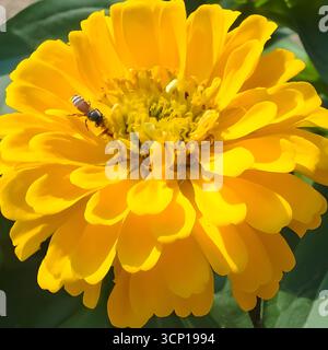 Eine kleine Biene sammelt Pollen von einer hellgelben Zinnienblüte in einem Garten. Das Bild zeigt die Aktivität des Insekts auf den leuchtenden Blütenblättern. Stockfoto