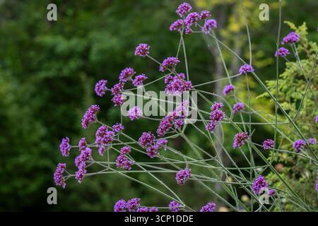 Verbena bonariensis, auch bekannt als Purpletop Eisenkraut, Clustertop Eisenkraut, argentinisches Eisenkraut, hohes Verb. Blüten von Purpletop Eisenkraut. Stockfoto