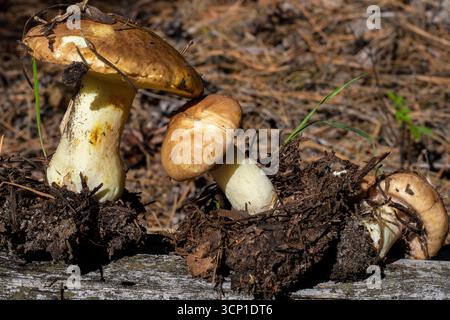 Nahaufnahme von frisch geernteten Schweinepilzen mit Boden auf Wurzeln in natürlicher Waldumgebung. Konzept der Pilzernte, Bio-Lebensmittel, gesundes Essen Stockfoto