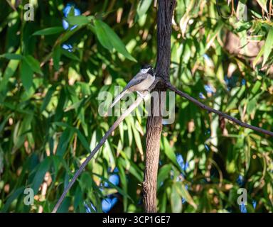 Carolina Chickadee sitzt auf einem Bein mit Bambus im Hintergrund Stockfoto