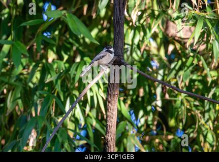 Carolina Chickadee sitzt auf einem Bein mit Bambus im Hintergrund Stockfoto