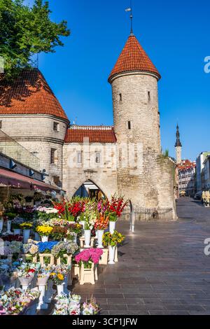 Blumenhändler und Viru-Tor (Viru Väravad), mittelalterlicher Wachturm am Eingang zur Altstadt von Tallinn – Tallinn, Estland, Nordeuropa Stockfoto