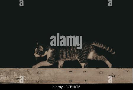 Katze, die auf einer hölzernen Oberfläche vor dunklem Hintergrund läuft. Ein sepiafarbenes Bild erfasst eine Katze im mittleren Schritt, deren Silhouette gegen ein starkes d definiert ist Stockfoto