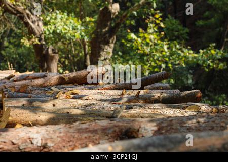 Schneiden Sie die Baumstämme scharfkantig mit verschwommenem Waldhintergrund. Nahaufnahme mit Holzstruktur, Forstwirtschaft und natürlichen Ressourcen. Stockfoto