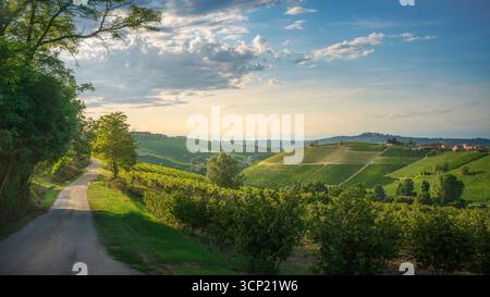 Panoramaweinregion Langhe mit terrassenförmig angelegten Weinbergen, Haselnusshainen und gewundenen Straßen in der Nähe des Dorfes Neive bei Sonnenuntergang. Sanfte Hügel im Piemont, Italien Stockfoto