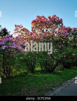 Rosafarbene Blüten des syringa-Strauchs in Sonnenstrahlen. Ich sehe den blühenden Fliederbaum im grünen Park am Morgen. Stockfoto
