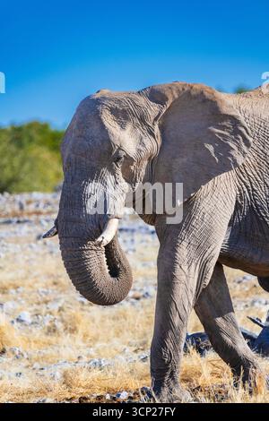 Kopf eines Elefanten, der im Etosha-Nationalpark spaziert Stockfoto