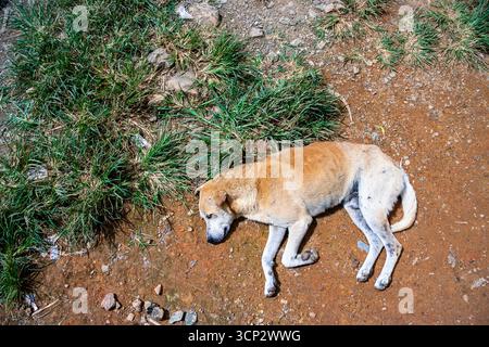 Aspin Hund auf dem Boden in Cebu, Philippinen Stockfoto