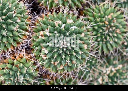 Nahaufnahme einer kleinen Mammillaria-Kaktuspflanze Stockfoto