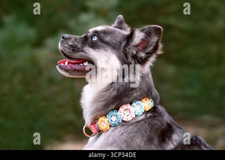 Porträt der süßen französischen Bulldogge x Sibirischer Husky-Hundeschmischung mit Paracord-Blumenhalsband Stockfoto