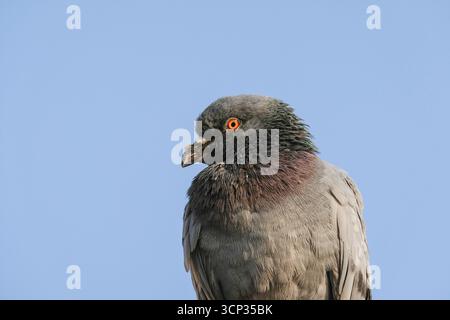 Felstaube Columba Livia Nahaufnahme Porträt mit lebhaftem orangenem Auge und irisierenden Nackenfedern vor klarem blauem Himmel, Indien. Stockfoto
