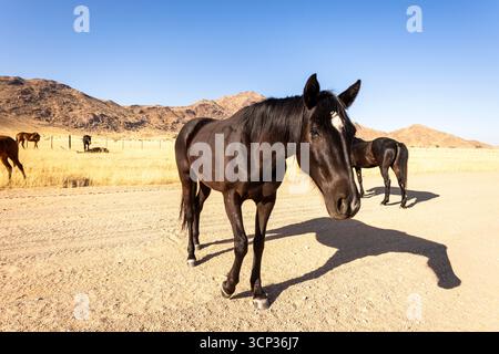 Die abgelegene Wüste rund um Solitaire, Namibia, ist die Heimat widerstandsfähiger Tierwelt, einschließlich wilder Pferde, die an die raue Namib-Wüste angepasst sind. Stockfoto