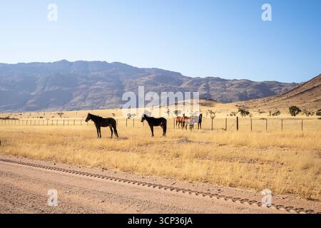 Die abgelegene Wüste rund um Solitaire, Namibia, ist die Heimat widerstandsfähiger Tierwelt, einschließlich wilder Pferde, die an die raue Namib-Wüste angepasst sind. Stockfoto