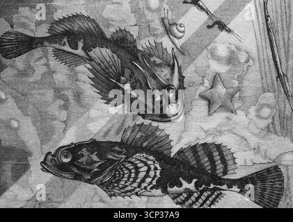 Meerskorpione (Cottus bubalis, Cottus scorpius), historische Buchillustration, Holzstich Stockfoto