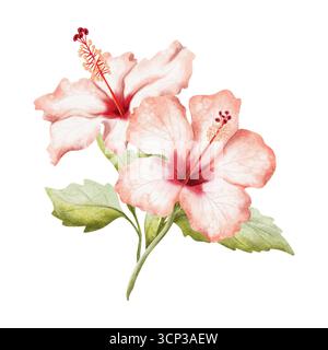 Zwei weiße rote Hibiskusblüten mit Blättern auf Zweig-Aquarell-isolierte Illustration. Realistische Sommer-tropische Buschpflanze in detaillierter botanischer Darstellung Stockfoto