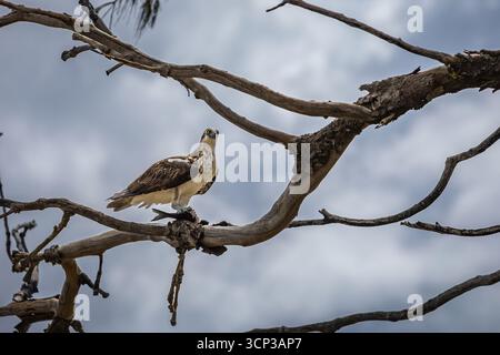 Eastern Osprey (Pandion cristatus) thront auf einem blattlosen Baumzweig, der Himmel als Hintergrund und ein Fisch in seinen Krallen. Stockfoto