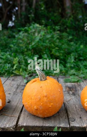 Orangefarbene, holprige Kürbis-Kürbis-Kürbisse auf alten Holzplanken mit grünem Laub im Hintergrund Stockfoto