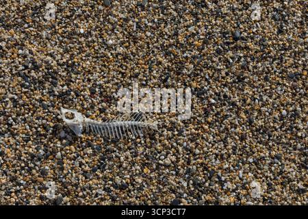 Auf einem Kieselstrand liegt ein Skelett mit getrockneten Fischen, dessen Knochen sich stark von den bunten runden Kieselsteinen abheben. Stockfoto