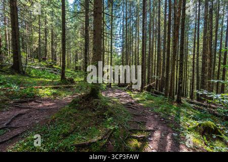 Markierter Wanderweg durch dichten Nadelwald- und Buchenwald im Apuseni Naturpark Stockfoto