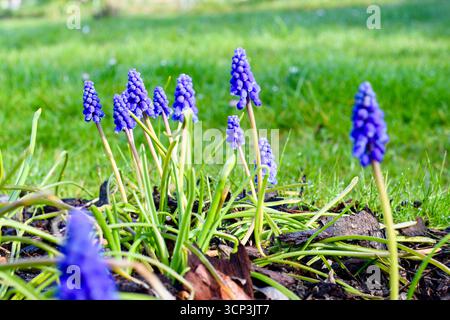 Hyazinthe in einem Frühlingsgarten Stockfoto