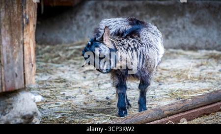 Braunes und schwarzes Zwergziegen-Kratzohr Stockfoto