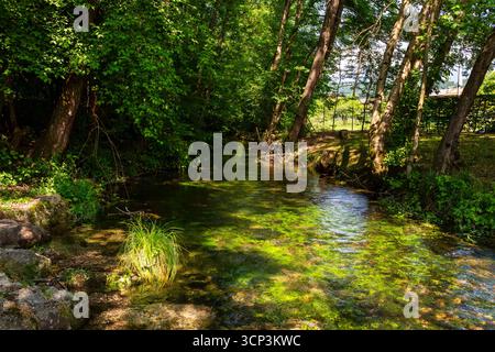 Ein ruhiger Bach fließt durch einen lebendigen Wald, mit Sonnenlicht, das sanfte Reflexe auf das Wasser wirft, umgeben von üppigem Laub und natürlicher Schönheit, Invi Stockfoto