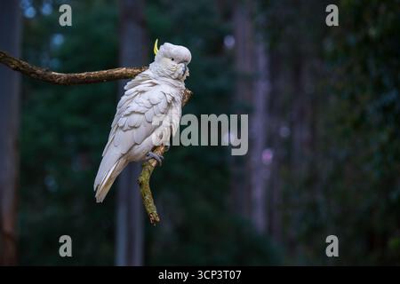 Ein Kakadu ruht auf einem Waldzweig. Stockfoto
