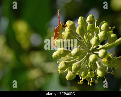 Hedera Helix - Efeu in Blüte mit Coreus marginatus - Dock Bug September Herbst Stockfoto