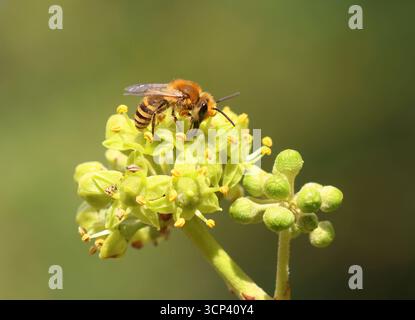 Eine Nahaufnahme der Ivy-Biene, Colletes hederae, die sich von Efeublüten ernährt. Stockfoto