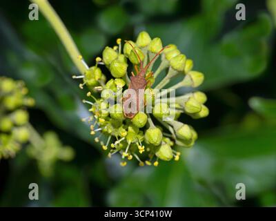 Hedera Helix - Efeu in Blüte mit Coreus marginatus - Dock Bug September Herbst Stockfoto