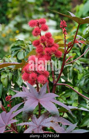 Ricinus communis, Rizinusölpflanze, Rizinusbohne, gelappt, glänzend, grün, Bronzeblätter, rote Stiele, hellrot, kugelförmig, Stachelkernkapseln Stockfoto