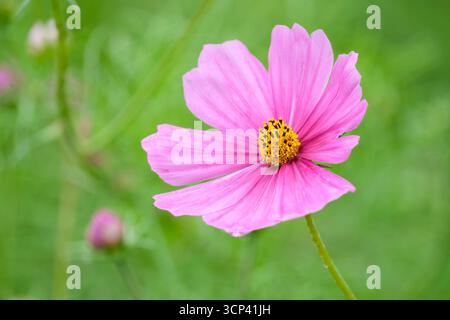 COSMOS Sensations Mixed, Cosmos bipinnatus Sensation Series, große einzelne Gänseblümchen-ähnliche Blüte in Rosa mit kleinem gelben Zentrum Stockfoto