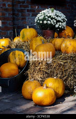 Weiße Chrysanthemen und Kürbisse auf einem Heuhaufen Stockfoto