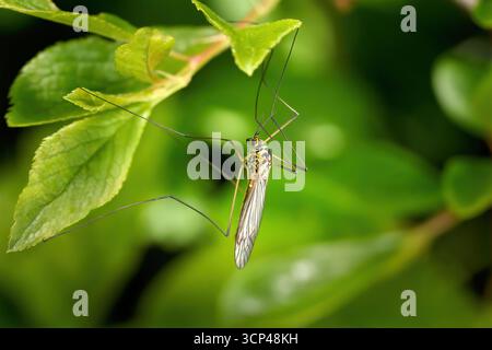 Gepunktete Kranienfliege (Nephrotoma appendiculata), die an hellgrünen Blättern in einem Busch hängt Stockfoto