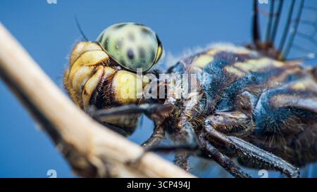Das Makrofoto zeigt die komplizierten Details einer Libelle, die auf einem Ast thront, und zeigt ihre großen zusammengesetzten Augen, ihre zarten Flügel und h Stockfoto